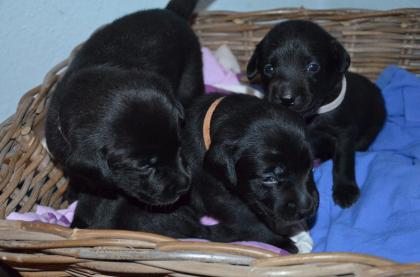 Kräftige Labrador Welpen abzugeben in allen Farben