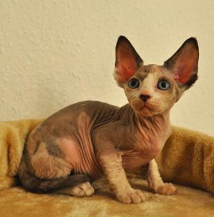 Reinrassige Kanadische Sphynx Kitten mit Papieren 