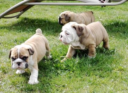 Wunderschöne Englische Bulldoggen Welpen