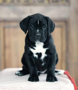 Reinrassige Cane Corso Welpen