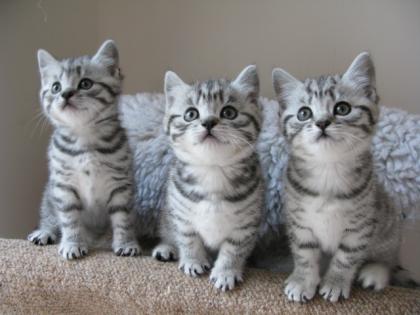  Britisch Kurzhaar BKH Silver-Tabby und blau