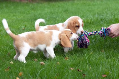 Beagle Welpen reinrassig, tricolor in liebevolle 