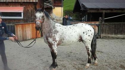 Wunderschöner Appaloosa   Wallach  mit Paß, geimpft,