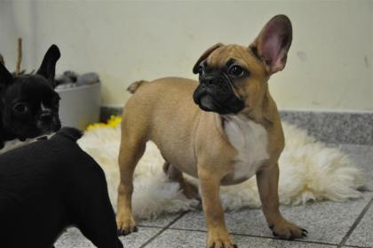 Wunderschöne Franz. Bulldoggen suchen ein liebevolles 