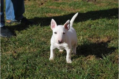 Miniatur Bullterrier in der GBF / VDH.