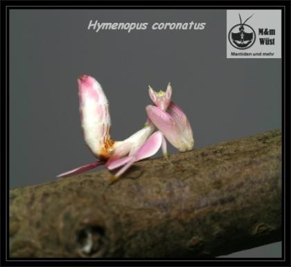 Hymenopus coronatus (Orchideenmantiden), Idolomantis diabolica (Große Teufelsblu