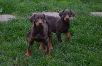 Reinrassige Dobermannwelpen   Rüden/ Hündinnen     