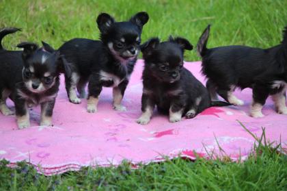 Reinrassige Chihuahua Welpen mit Ahnentafel