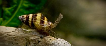 Raubturmdeckelschnecke