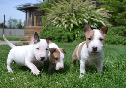 Miniaturbullterrier Welpen PLL CLEAR und reinerbig 