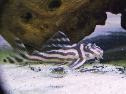 L-Welse L046 - Zebra Pleco Fische