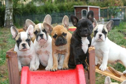 Französische Bulldogge Welpen red fawn, fawn, pied