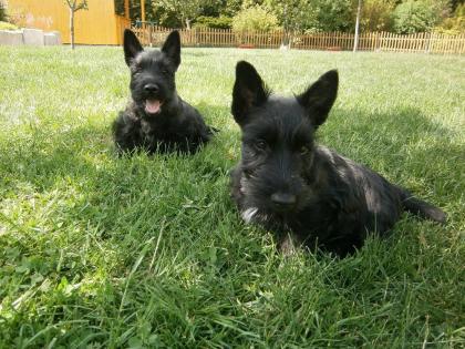 Bildschöne Scottish Terrier Welpen aus VDH / KfT