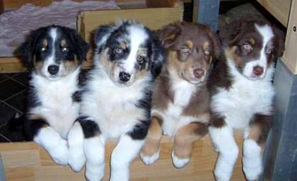 Australian Shepherd Welpen, in tollen Farben mit blauen Augen, 