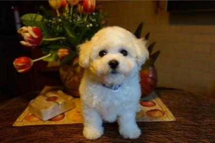 Bichon frise Welpen das ganz Besondere - suchen ein neues Heim