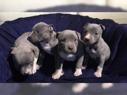 Original Reinrassiger Pitbull blue line Welpe