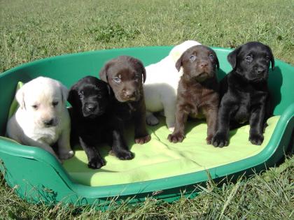 Bildschöne Labradorwelpen in allen Farben