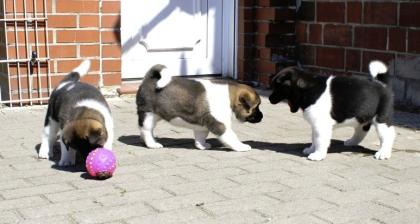 Wunderschöne Akita Inu Welpen mit FCI!