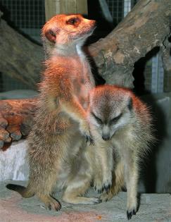 Junges Erdmännchen-Paar abzugeben