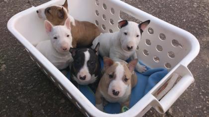  Miniature Bull Terrier Welpen geimpft, entwurmt, gechipt und mit VDH Papiere   