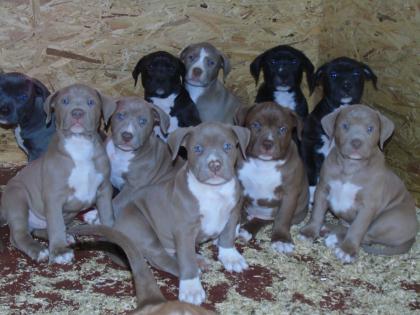 Reinrassige American XXL Pitbull Terrier Blue-Line Welpen