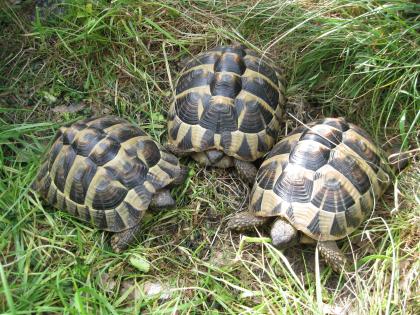 Griechische Landschildkröten (Testudo hermanni)