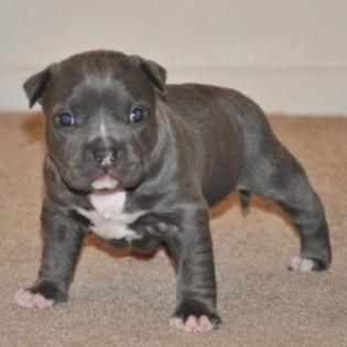 14 Wochen alte Pit Bull Welpen