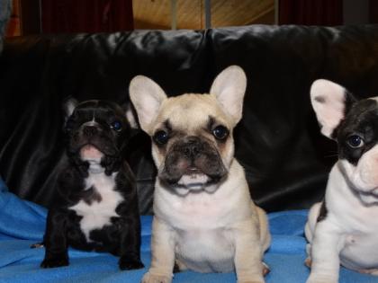 *Super Süßer Französische Bulldoggen Welpe mit Papieren*