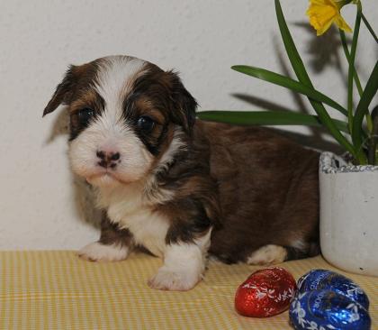 Havaneser Welpen suchen ihr neues Kuschelkörbchen