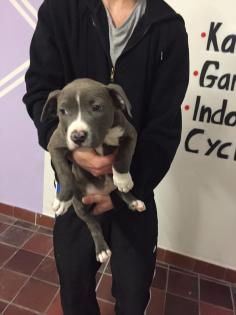 American Staffordshire Terrier Welpen aus Top Verpaarung