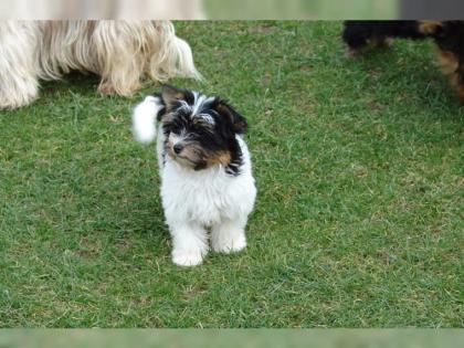 Biewer Yorkshire Terrier mit Papieren