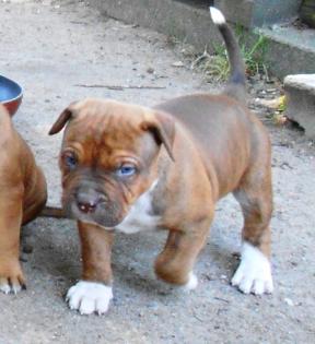 Top xxl American Pitbull Terrier Blue-Line Welpen