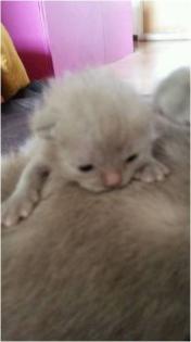 Süßer BKH Kitten (junge)