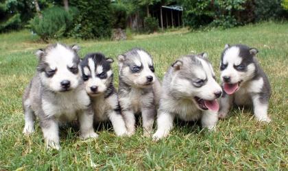 Siberian Husky Welpen aus traumhafter Verpaarung!