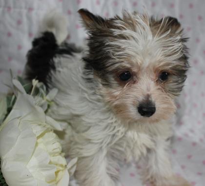 Teacup Yorkshire-Terrier-Welpen.