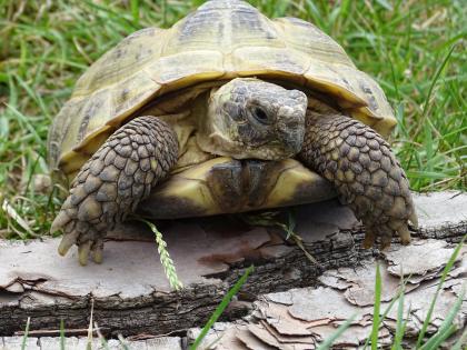 Vierzehenschildkröte Testudo horsfieldii weiblich