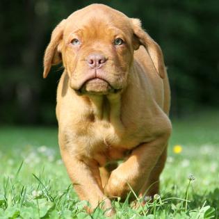 Bordeauxdoggen von Sankt Stephan