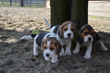 Wunderschöne reinrassige Beaglewlpen suchen ein neues Zuhause