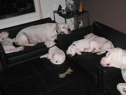 DOGO ARGENTINO Welpen aus seriöser Deutscher VDH/FCI Zucht