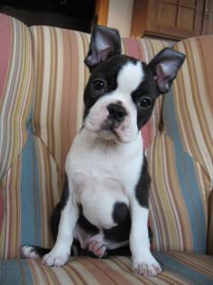 Boston Terrier Welpen aus liebevoller Familienaufzucht.