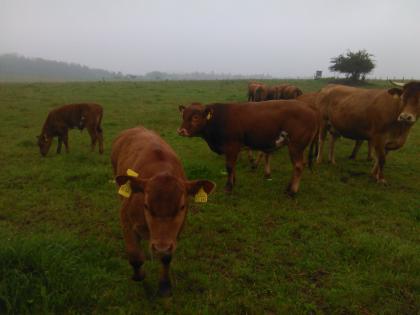 Biobullenabsetzer Angus u. Kreuzung ab Sept-0.7978 zu verkaufen