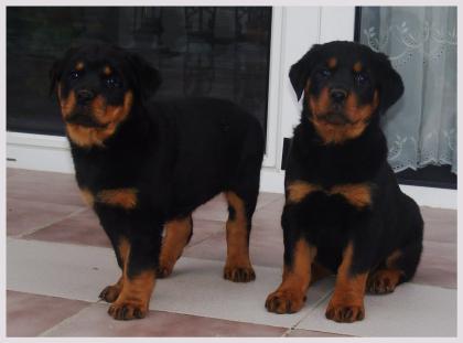 ADRK / VDH-Rottweiler-Welpen abzugeben