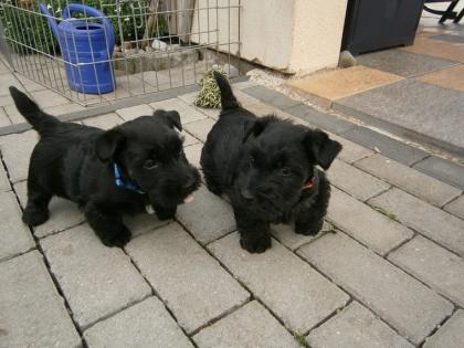 Bildschöne Scottish Terrier Welpen aus VDH / KfT Zucht