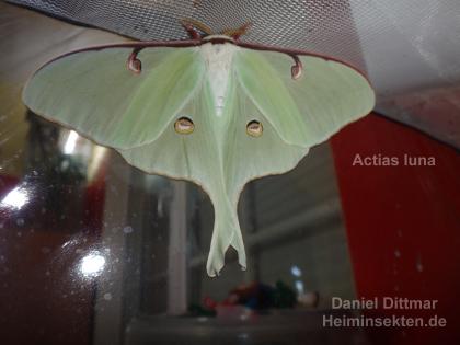 Actias luna Eier 