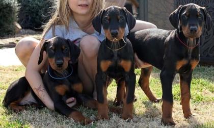 Süße Dobermann-Welpen zu verkaufen