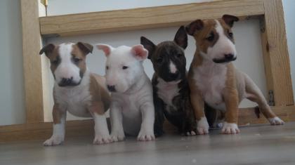 Wundervolle Miniatur Bullterrier welpen aus pll freier verpaarung