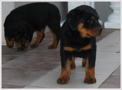 11 wochen alt rottweiler welpen mit lieferungmöglichkeit