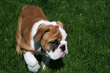 Englische-Bulldogge-Welpen in besonderen Farben