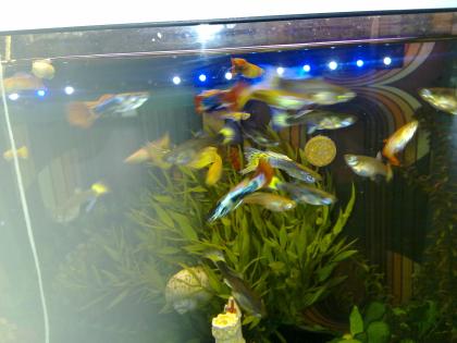 Verschiedene Guppys 2St.-1€ Jungtiere