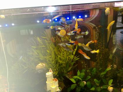 Schöne Guppys(Jungtiere) 3St.-1€